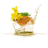 Λάδι Μουστάρδας 